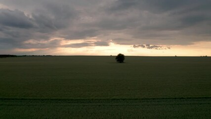 Wall Mural - drone flight above green field of wheat and a lonely tree in the middle at sunset