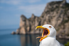 Seagull Head Close Up Screaming And Looking At Camera