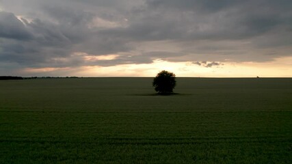 Wall Mural - drone flight above green field of wheat and a lonely tree in the middle at sunset