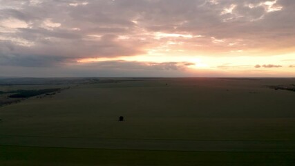 Wall Mural - drone flight above green field of wheat and a lonely tree in the middle at sunset