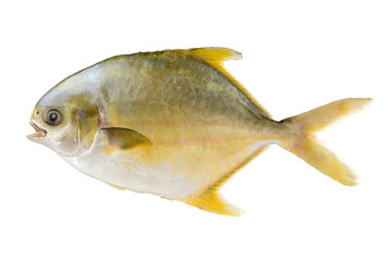 Poster - Pomfret on white background