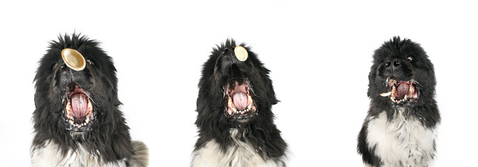 Newfoundland dog catching food isolated on white