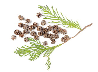 Redwood tree twig with leaves and small pine cones isolated on white background, top view