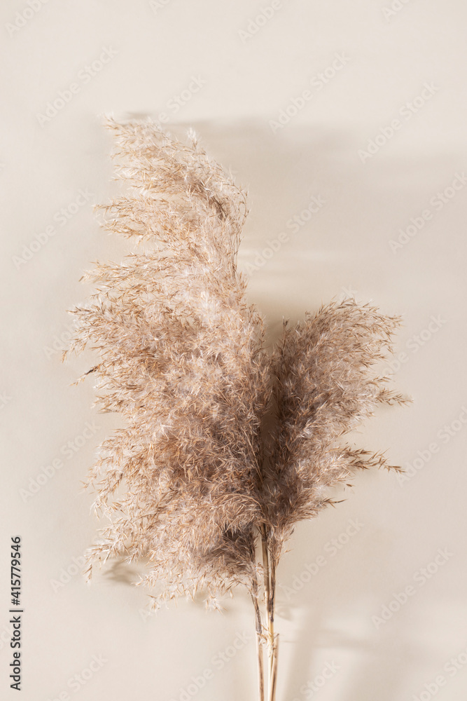 Dry pampas grass on a beige background. - obrazy, fototapety, plakaty 