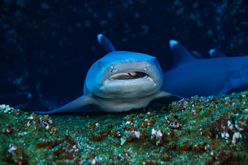 Head with teeth of angry baby white tip shark hiding in reef shelter