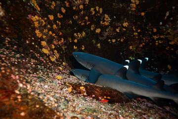 Wall Mural - Group of small white tip baby sharks rest in the rocks