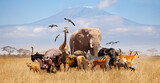 Fototapeta Zwierzęta - Group of many African animals giraffe, lion, elephant, monkey and others stand together in with Kilimanjaro mountain on background