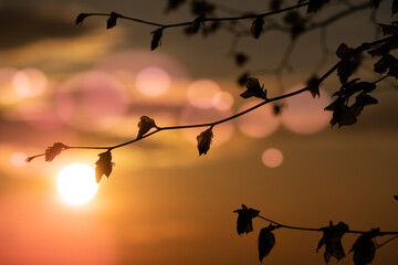 Wall Mural - abstract floral blurred background. plants at sunset on bokeh background