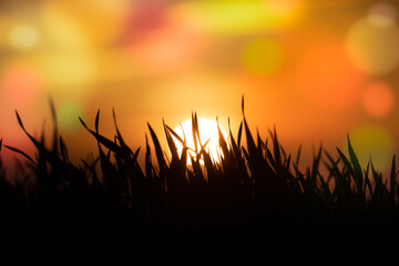 Wall Mural - abstract floral blurred background. plants at sunset on bokeh background