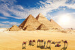  amel caravan resting near the Pyramids of Egypt in the desert, Giza
