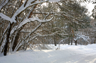 Wall Mural - Winter road in a snowy forest in sunlight