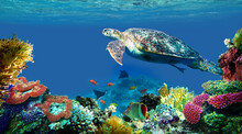 Underwater Sea Turtle Swims