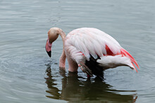 Flamingo Looking For Food