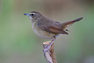 Wall Mural - natural beautiful fat brown bird perching on wood stick ready to fly away