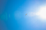 Fototapeta  - 높고 파란 하늘 속 태양을 등지고 날아가는 자유로운 갈매기의 비상