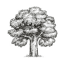 Oak Sketch. Isolated Vintage Vector Tree On White Background