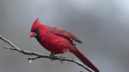 male Cardinal resting on icy tree branch