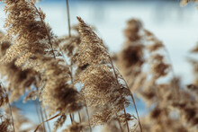 Selective Focus Shot Of Reeds In A Frozen Bay
