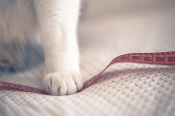 White cats paw standing on a pink centimeter on the sofa. Cat and measure tape.