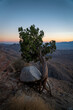 Resilient Tree and Boulder in Joshua Tree, California
