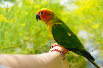 Wall Mural - Beautiful sun conure parrot (Aratinga solstitialis) exotic pet adorable, native to amazon on yellow blur background.