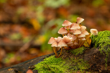 Poster - mushrooms on a tree