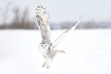 Snowy Owl Female Taking Off In Flight Hunting Over A Snow Covered Field In Canada