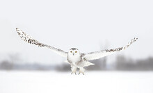 Snowy Owl Female Taking Off In Flight Hunting Over A Snow Covered Field In Canada