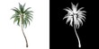 Front view of Plant ( Coconut Palm  1) Tree png with alpha channel to cutout made with 3D render 