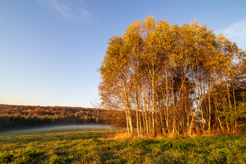 Wall Mural - autumn landscape with trees