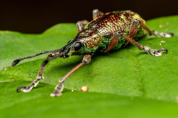 macro weevil in a leaf