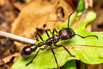 bullet ant paraponera clavata