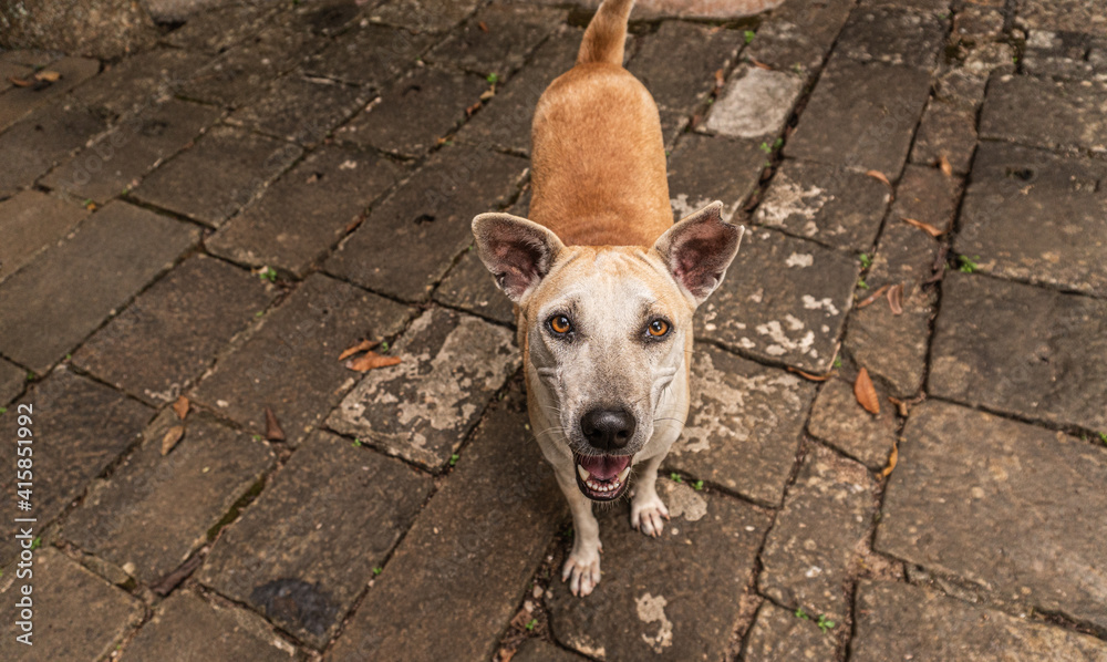 Piękne dzikie azjatyckie psy w świątyni na naturalnym tle. - obrazy, fototapety, plakaty 