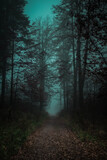 Fototapeta Krajobraz - Road in ominous forest
