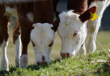 Portrait Of Two Calves In Pasture Grazing Side By Side