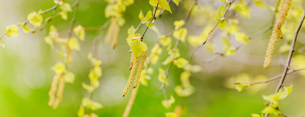 Wall Mural - Beautiful panoramic spring landscape with green leaves and bokeh background