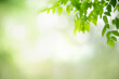 © Montri Thipsorn - Beautiful nature view green leaf on blurred greenery background under sunlight with bokeh and copy space using as background natural plants landscape, ecology wallpaper concept.