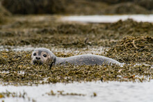 Seals, Sea Lions Sunbathing In Ytri Tunga Beach In Snaefellsnes Peninsula In West Iceland