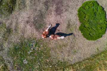 bird view of two horses on a meadow