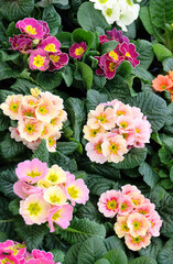 Wall Mural - Multicolored primroses in the greenhouse, floral spring background, selective focus, vertical orientation.