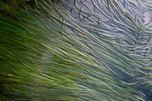 Eel Grass In A Tide Pool, Tonquin Beach