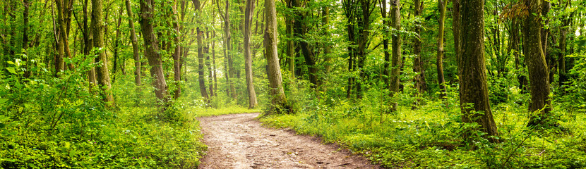 Fototapeta summer forest with fresh light greenery and the road between the trees, panorama