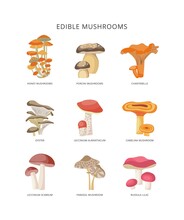 Edible Forest Mushrooms. Banner With Collection Of Different Woodland Eatable Mushrooms.