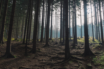 trees in the forest