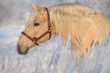 Portrait of a Palomino horse on winter background.