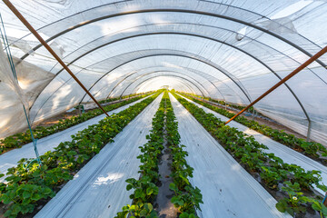 Wall Mural - Cultivation of strawberry fruits using the plasticulture method, plants growing on plastic mulch in walk-in greenhouse tunnels