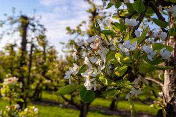 Rows with plum or pear trees with white blossom in springtime in farm orchards, Betuwe, Netherlands