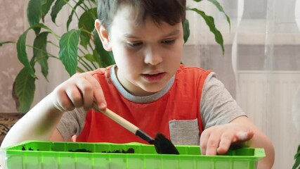 kid boy planting vegetable seeds at home. happy little child watering ground in boxes and seeding to
