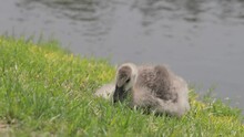 Gosling Laying Down And Eating Grass By A Lake