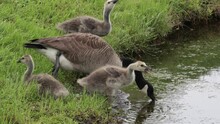Three Goslings And A Mother Goose Drinking From A Pond